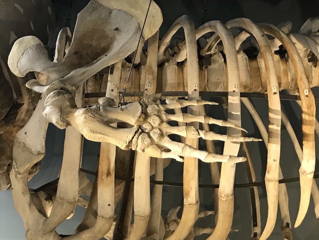 クジラの足のおはなし | 鯨と海の科学館