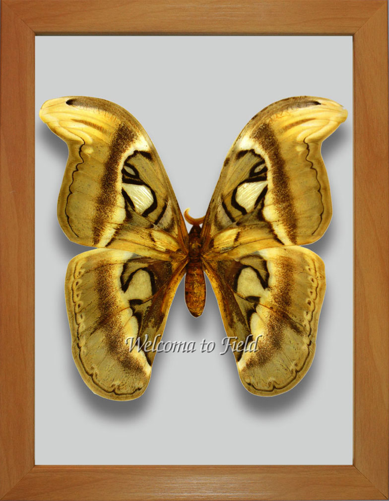 超入手困難種 レンダリトラフヤママユ 蛾 標本 M0 (@mom0mom0mom0m00