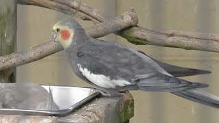 オカメインコ | 動物図鑑 | ZFC.jp