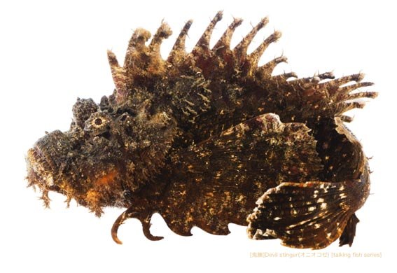 オニオコゼ(2016.02.20) - WEB魚図鑑