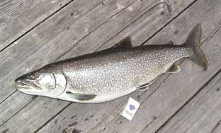 レイクトラウトの剥製 レイクトラウトの剥製 【公式通販】