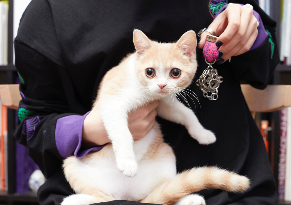 ZUTOMAYO PREMIUM | ずっと真夜中でいいのに。ZUTOMAYO