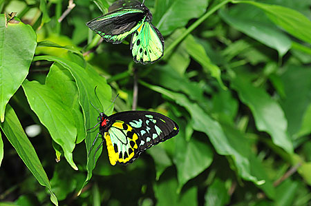 ミドリトリバネアゲハ♂♀ ミドリメガネトリバネアゲハ | 【公式