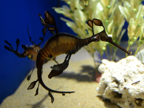 メタハラ 可動品 トカゲ カメ 海水魚 【公式通販】