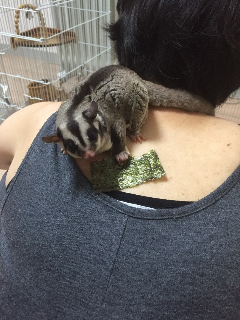 フクロモモンガにヒマワリの種は与えるべきか否か: がじろう日和