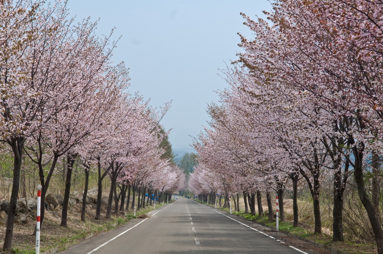 岩木山の桜並木｜スポット・体験｜【公式】青森県観光情報サイト