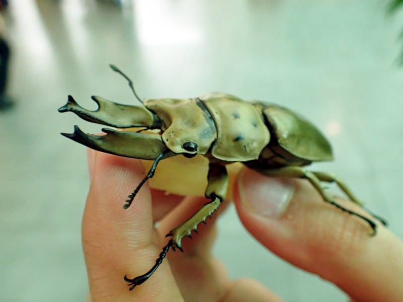 台湾産 タイワンテナガコガネ 53mm マレーテナガコガネ 標本 ペア