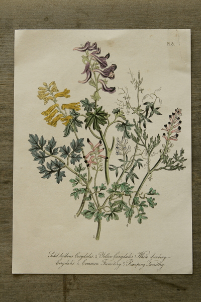 アンティークプリント ボタニカルアート イギリス 植物図鑑 【Antiques