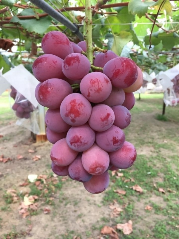 サマーブラック｜商品のご紹介｜浅桑園