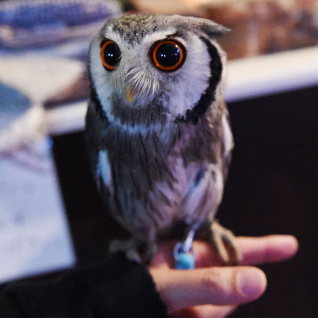 ASCII.jp：手に乗せられる！ 首都圏最大のふくろうの森「アウルの森」