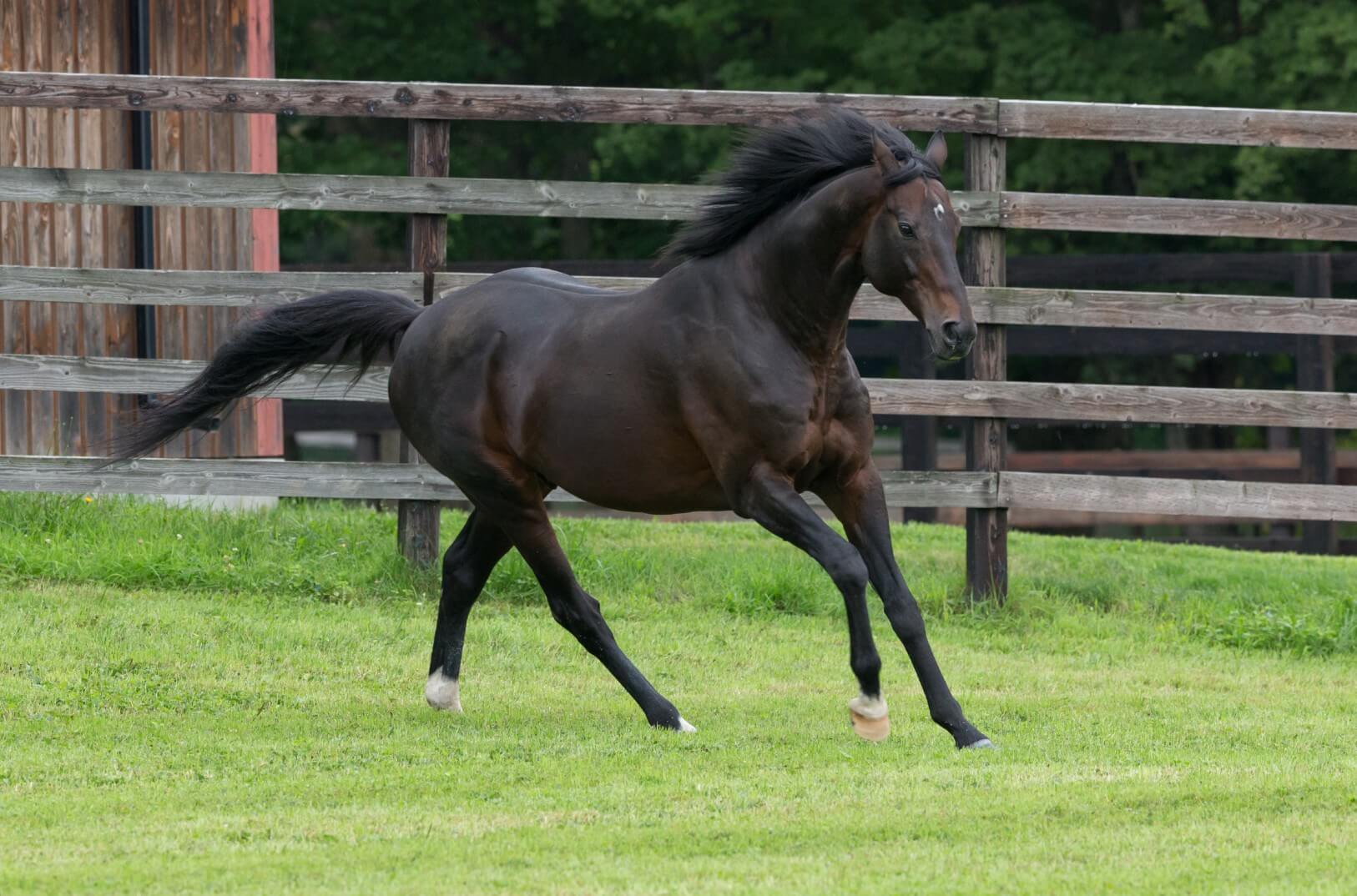 その他 960pcs deep impact THOROUGHBRED figure 960pcs deep impact