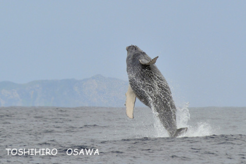 大沢利裕写真展「座頭鯨～ケラマへの回遊～」 - デジカメ Watch Watch