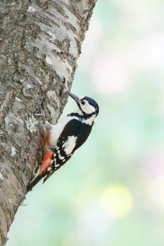 Canon EF LENS 写真家7人のSEVEN SENSES：「鳥を撮るのに最適。諦め