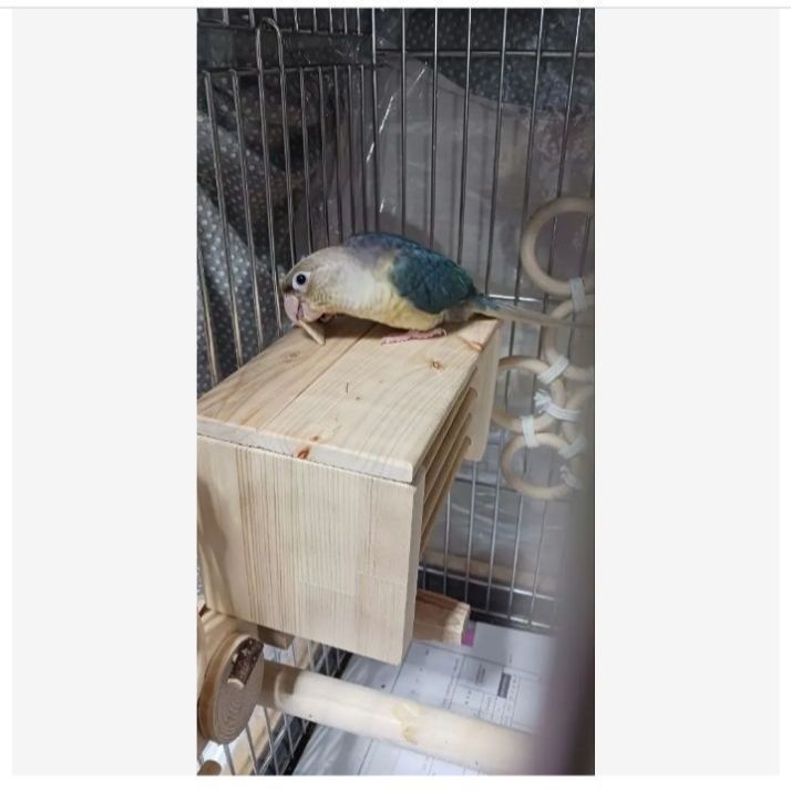 h1 あったかステージ 四角い止まり木 ヒーターいたずら防止 インコ 小動物