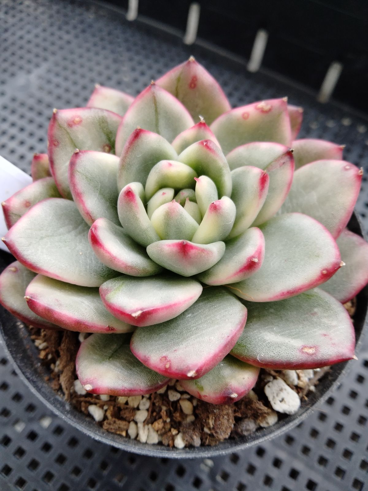 実物防弾ベストキャリアとユーティリティーポーチ日本人サイズLー