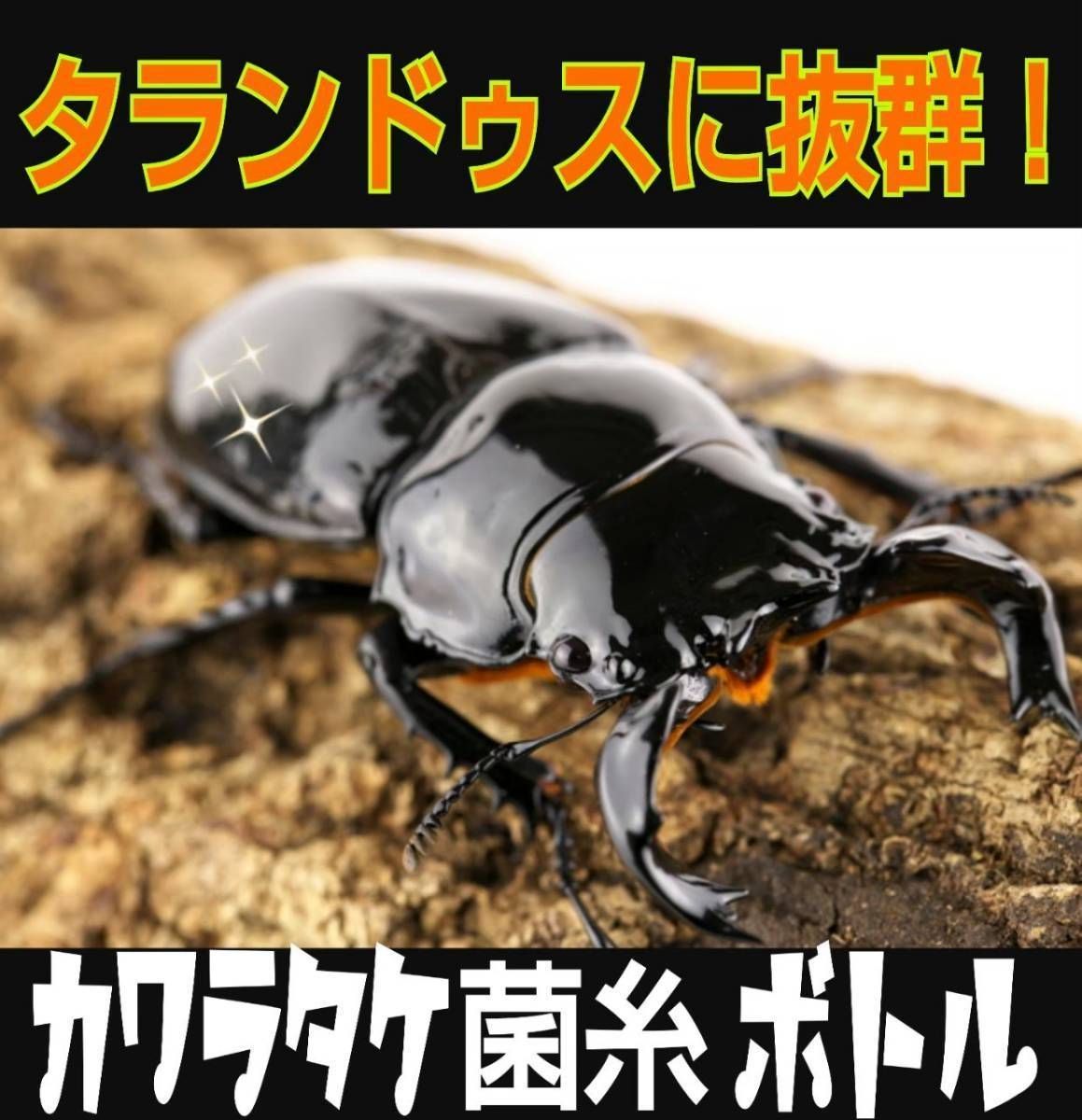 極上！カワラタケ菌糸瓶【5本】特殊アミノ酸強化配合！タランドゥス