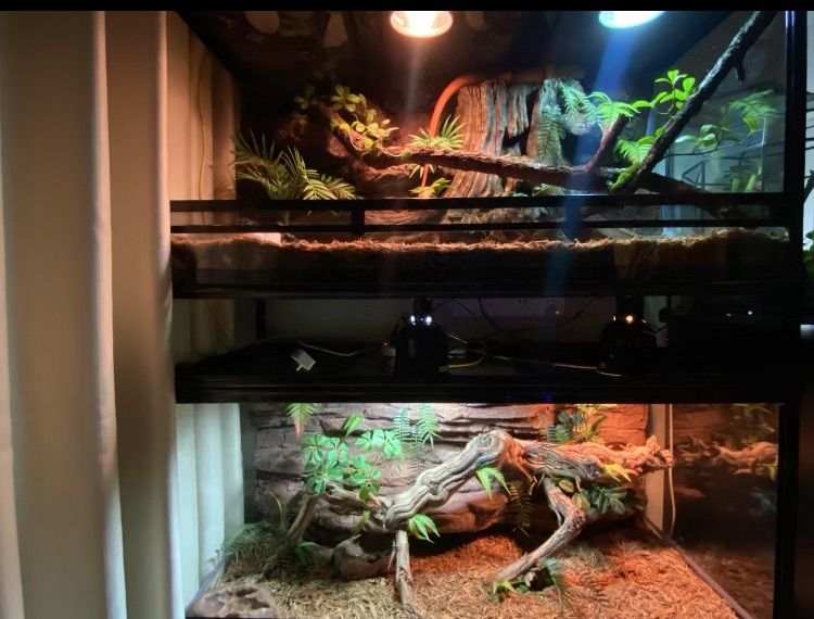 爬虫類両生類飼育ケージ、組み立て式 ガラス飼育ケージ60x30x30cm 引