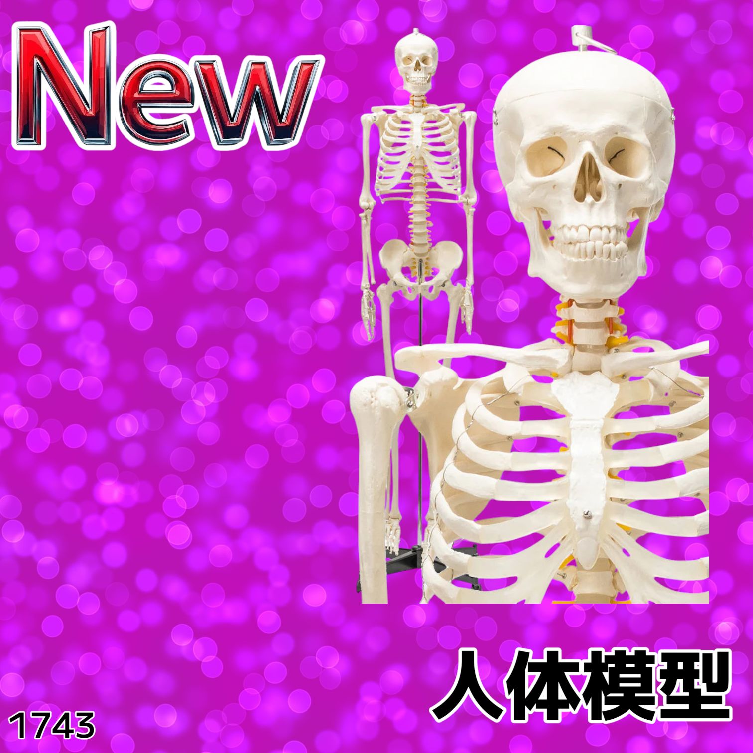 R1743等身大 人体模型 170cm神経根有り全身骨格模型 骨格標本 骸骨模型