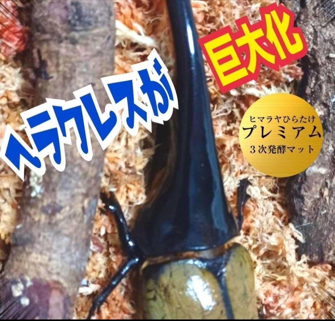 デカクなりすぎ注意！ヒマラヤひらたけ発酵マット産卵にも！増量100