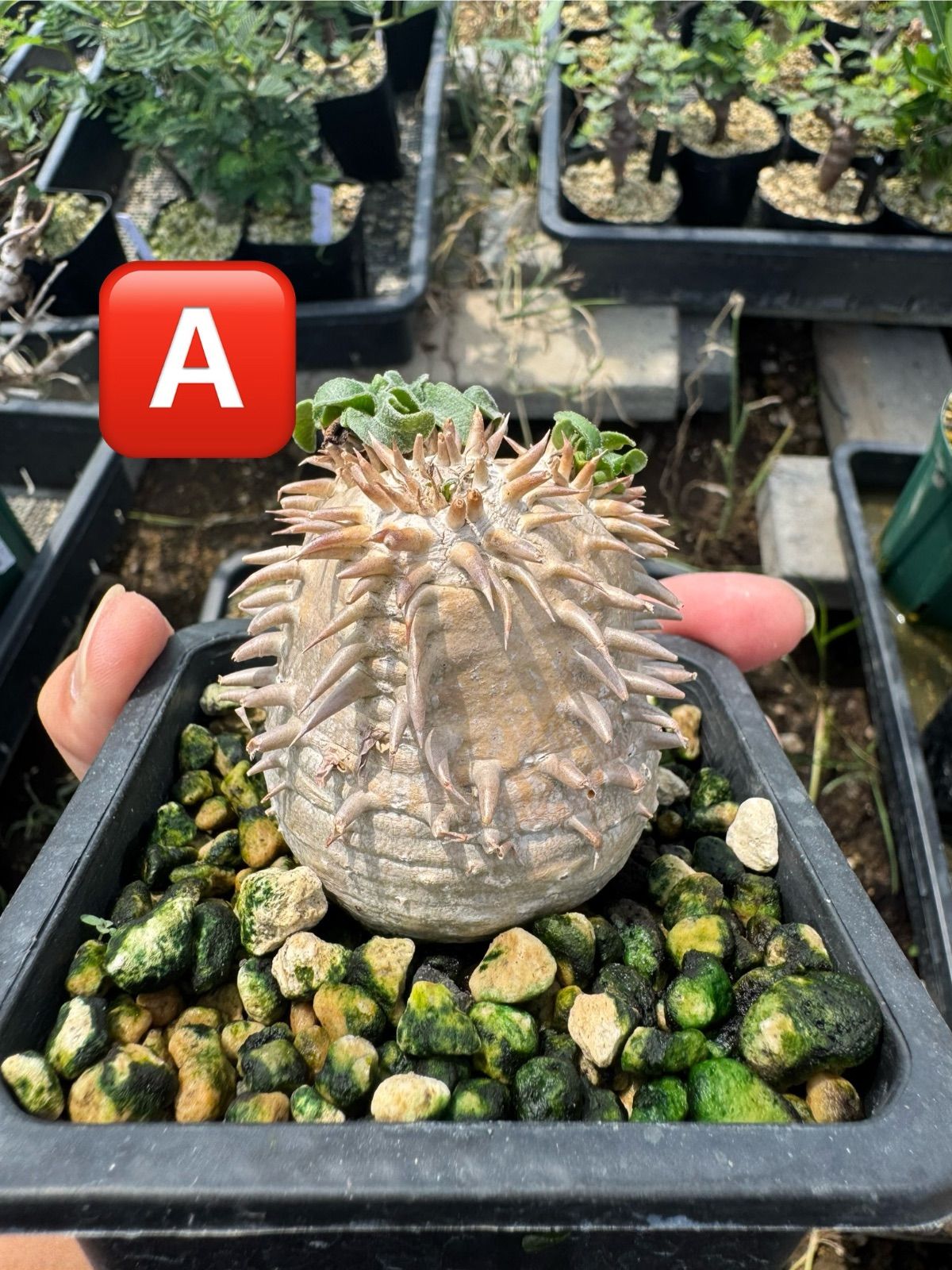 ⚠️ton様専用】パキポディウム デンシカウレ オンライン 恵比寿大黒9，A