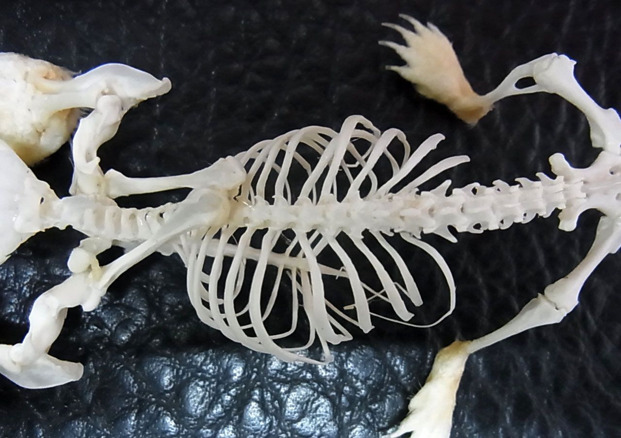 モグラさま専用】ヒミズ 骨格標本頭骨と剥製 モグラさま専用】ヒミズ