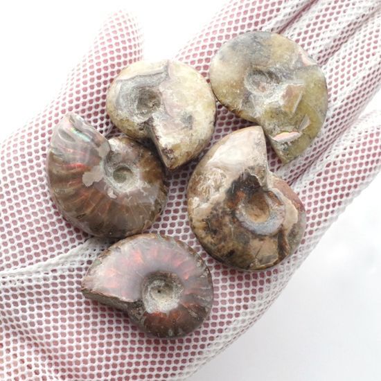 アンモナイト 化石 (5個) マダガスカル産 標本 化石の王様 白亜紀