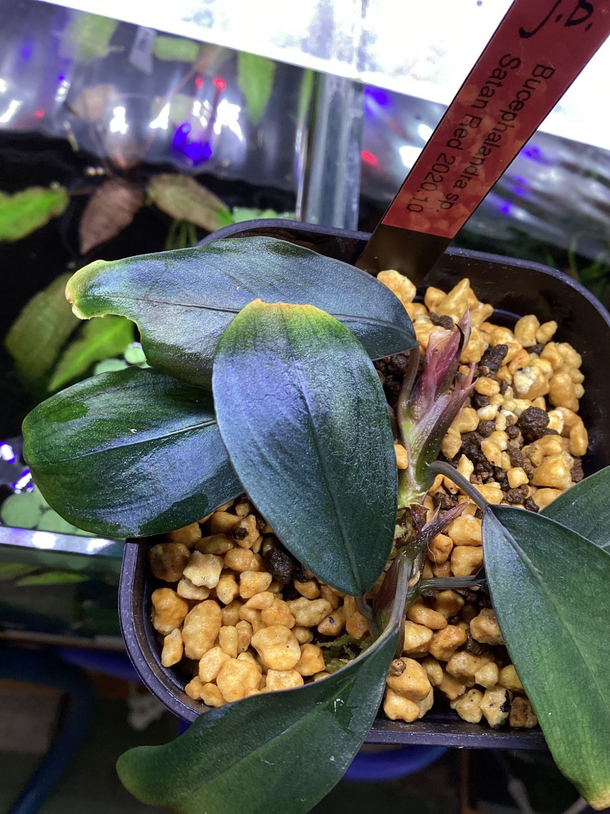 Bucephalandra sp.オリーバ とアンダーレッド