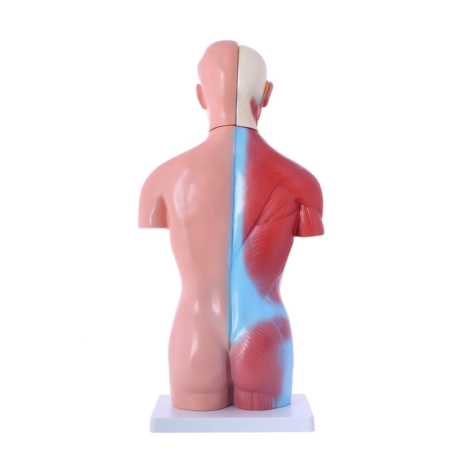 人気商品】[JUEKO]人体模型 [男性モデル リアルタイプ 44㎝] 解剖