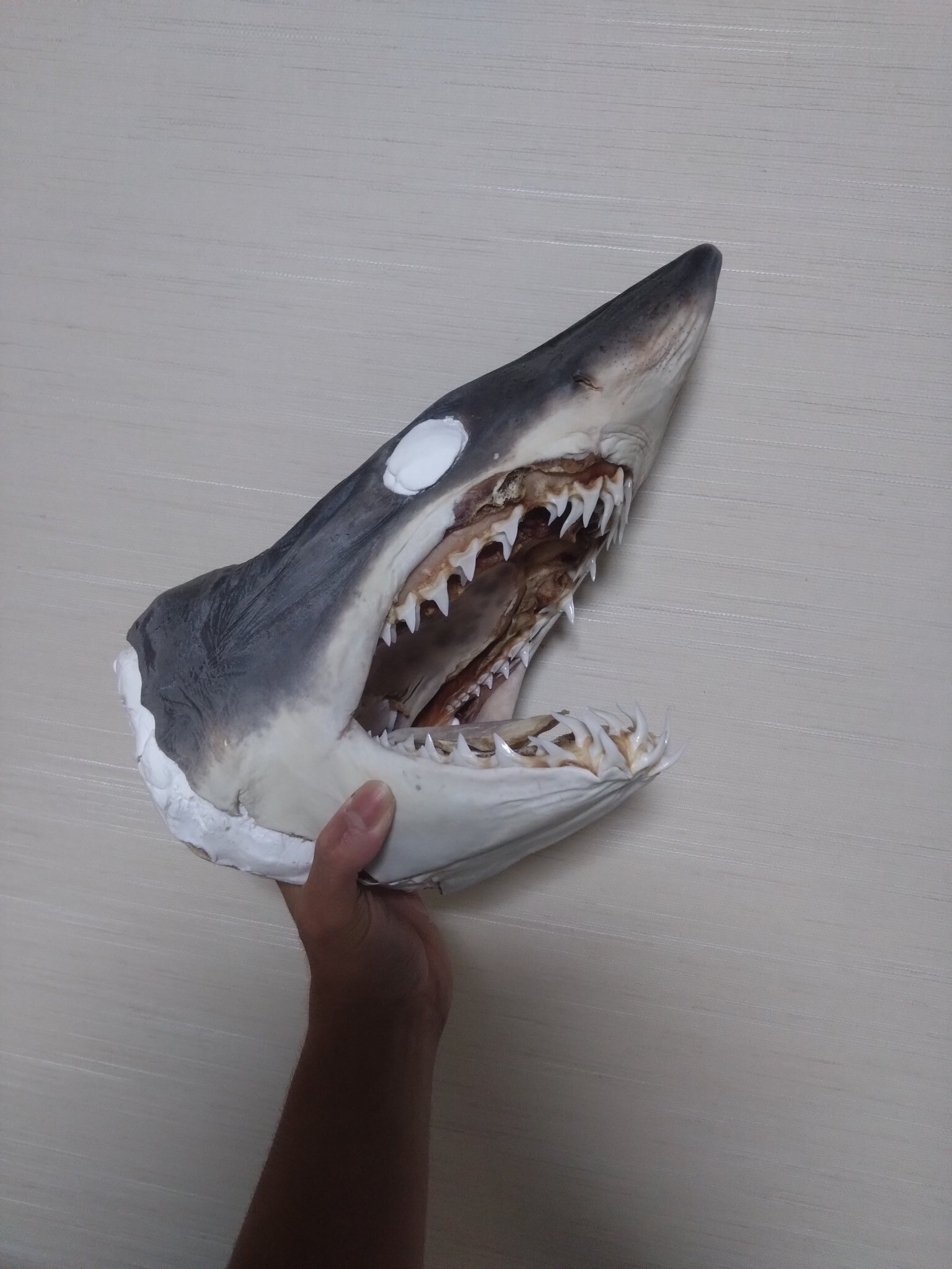 サメ 鮫 サメ顎 骨格 歯 オオメジロザメ 鮫 サメ 歯 顎 アゴ 骨格標本