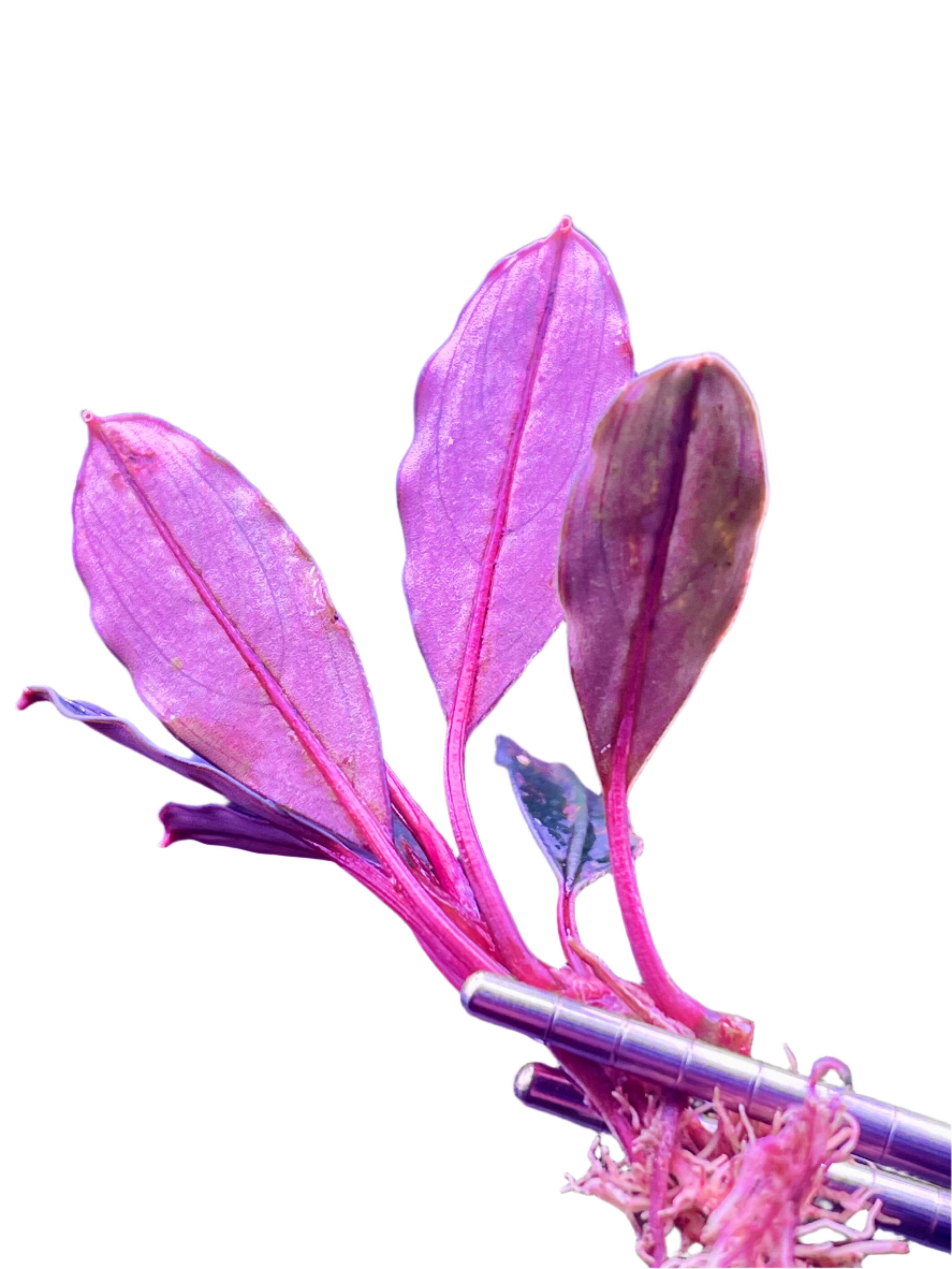 Bucephalandra sp. Varigata Pink 水中葉 Bucephalandra sp. Variegata