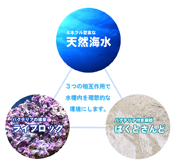 天然海水、ばくとさんど、ライブロックで理想の海を再現 | チャーム