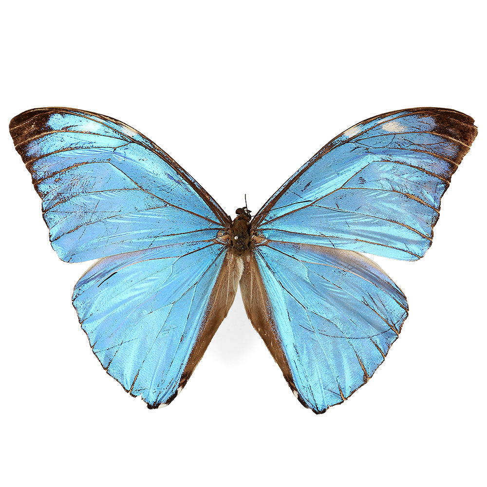 標本を作ってみよう | チャーム