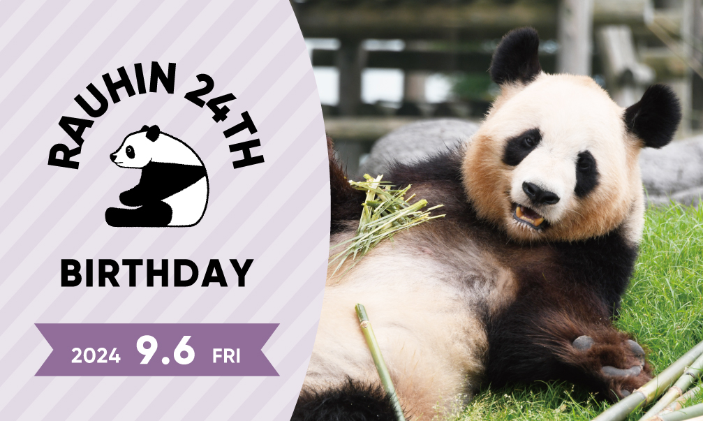 HAPPY PANDA 30th｜30年の感謝とパンダの未来を描く6ヶ月