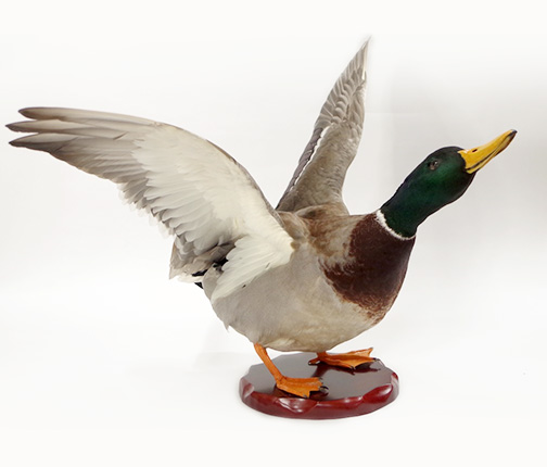 カモ | 鳥類 | 剥製の製作・直売・レンタル・修理なら剥製専門店