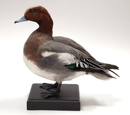 カモ | 鳥類 | 剥製の製作・直売・レンタル・修理なら剥製専門店