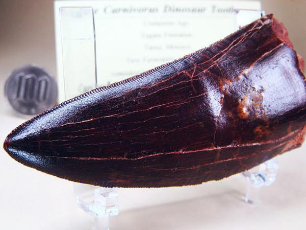 化石ギャラリー｜カルカロドントサウルスの歯