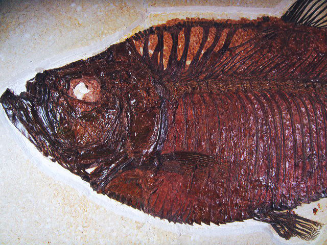 化石(魚) 魚（化石） | 先史時代 | アートプリント