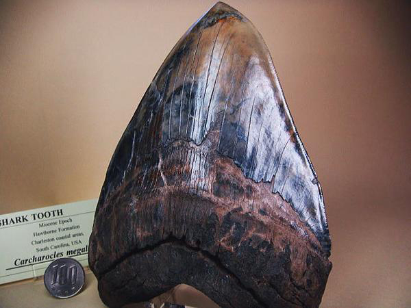 本物 メガロドンの歯 化石 サメ 12cm アメリカ合衆国 本物 メガロドン