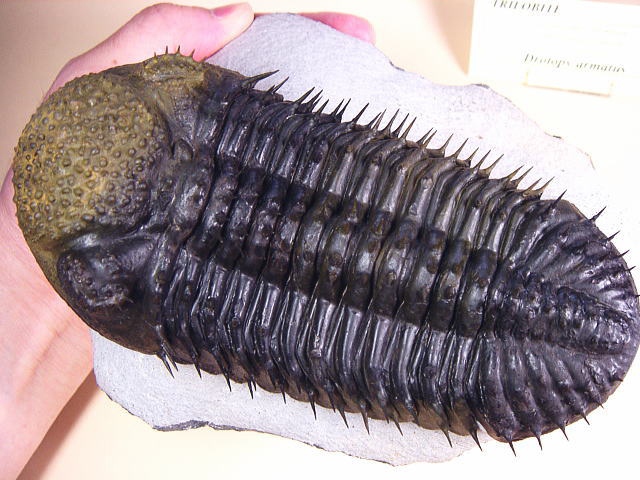 化石ギャラリー｜三葉虫の化石
