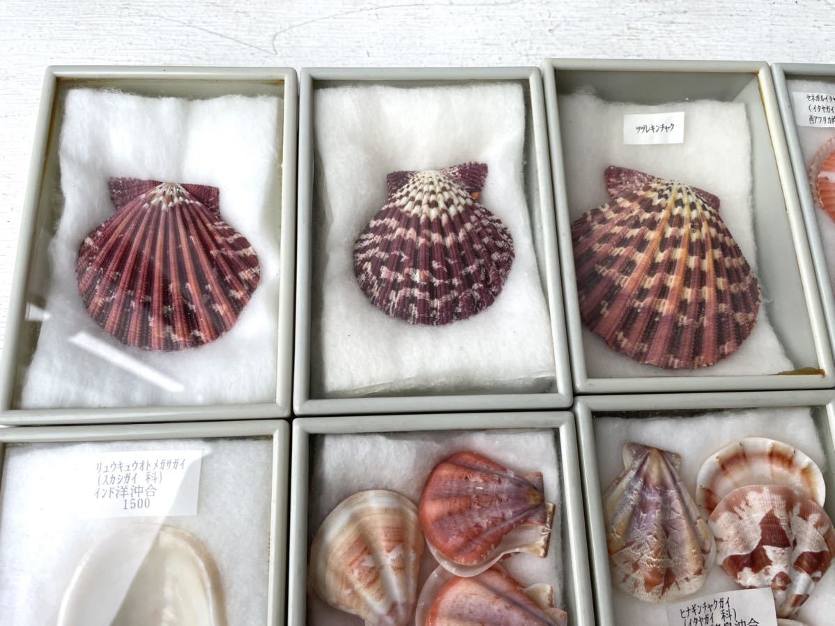 ○448676 コレクター放出品 未仕分 貝殻 標本まとめ売り 巻貝