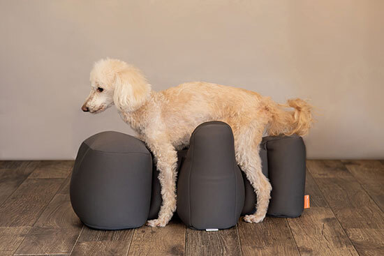 シニア犬の姿勢をサポートする「リラクッション」にトイプードルサイズ
