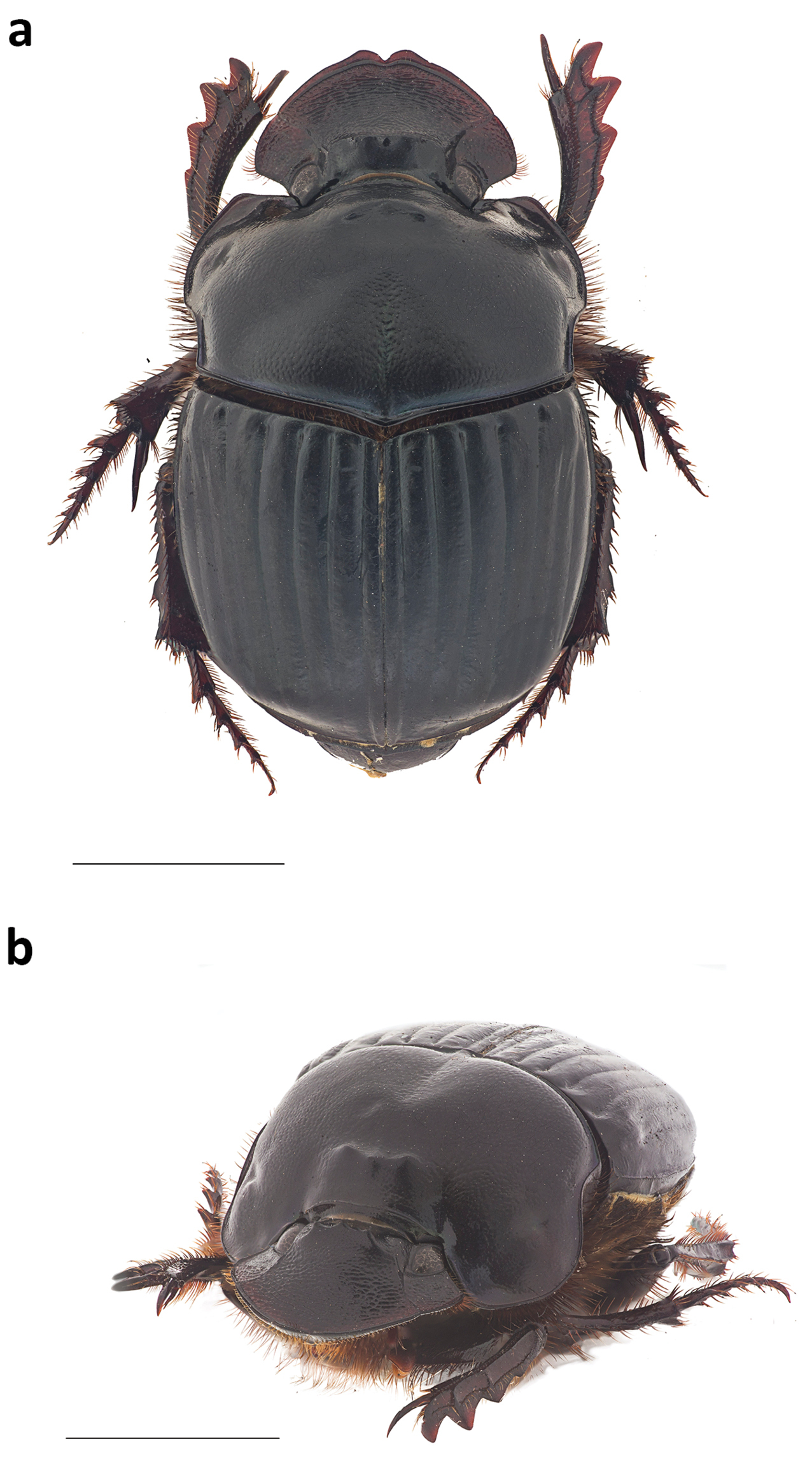 標本 Ecuador Sphaenognathus kolbei 34mm 標本 Ecuador