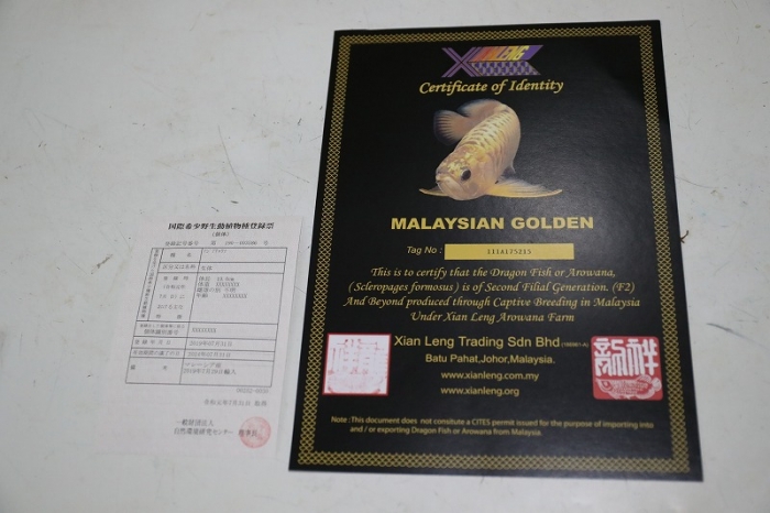 BIGIN ワールドフィッシュ ビッグイン