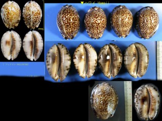 Microshells: Mauritia maculifera キッコウダカラ