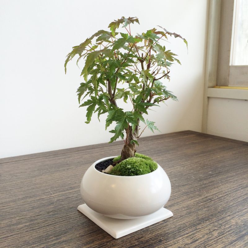 683.木黄 漢詩段足六角鉢 豆鉢 盆栽鉢 植木鉢 2*2.2