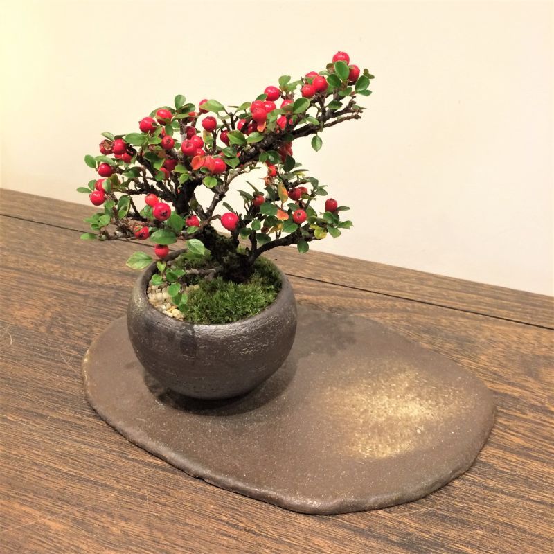 お気に入りの盆栽をグレードUP！ 信楽焼き敷板 - インテリア盆栽工房