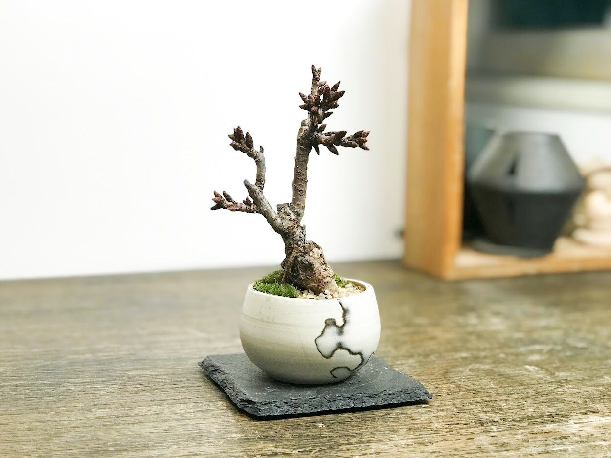 支那鉢（中国古鉢） | 盆栽、盆栽書籍、盆栽鉢の通販│近代出版 盆栽鉢