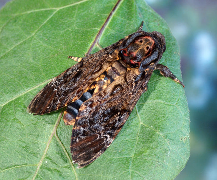 クロメンガタスズメ | 農業害虫や病害の防除・農薬情報｜病害虫・雑草