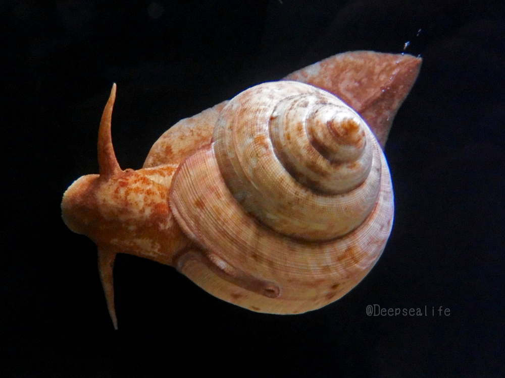 エビスガイ オキナエビスガイ オキナエビス貝 オキナエビス