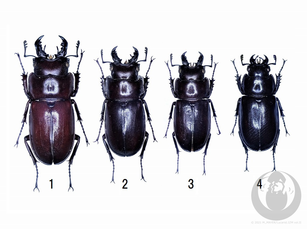 ヤクシマオニクワガタについて - Lucanid.IZM Vol.II -日本産